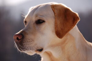 Labrador_Retriever