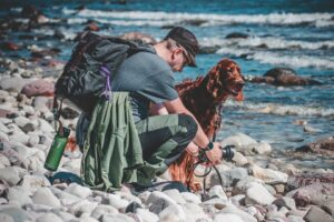 irish-setter