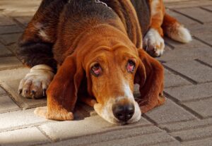 basset-hound